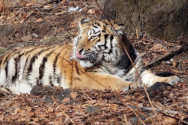 Цена амурского тигра: история одного убийства