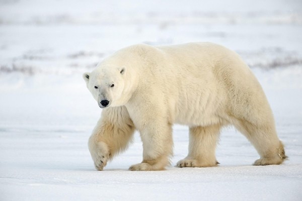 Происхождение белого медведя: ученые изменили свое мнение