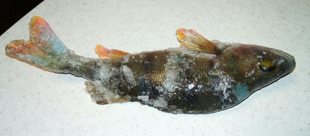 В Сызрани рыбак поймал рыбу со странными синими пятнами