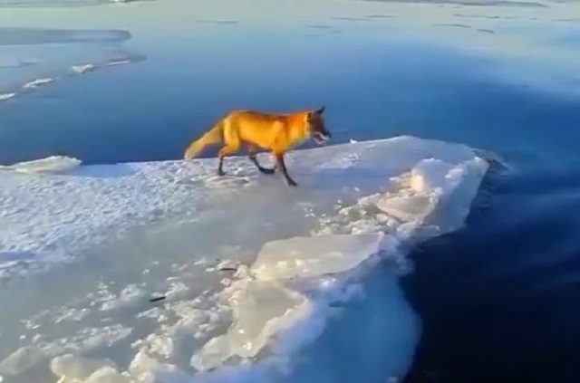 Московские специалисты в центре Москвы спасли лисицу с льдины