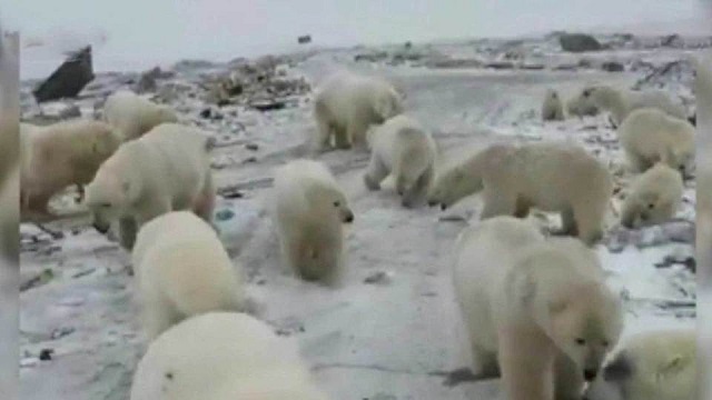 На Новой Земле введен режим ЧС из-за нашествия белых медведей