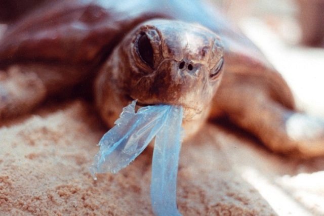 Эпоха пластика: как пластмасса загрязняет водные пищевые сети