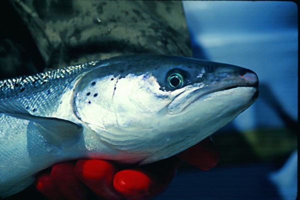 Канадцы первыми попробовали генетически модифицированный лосось