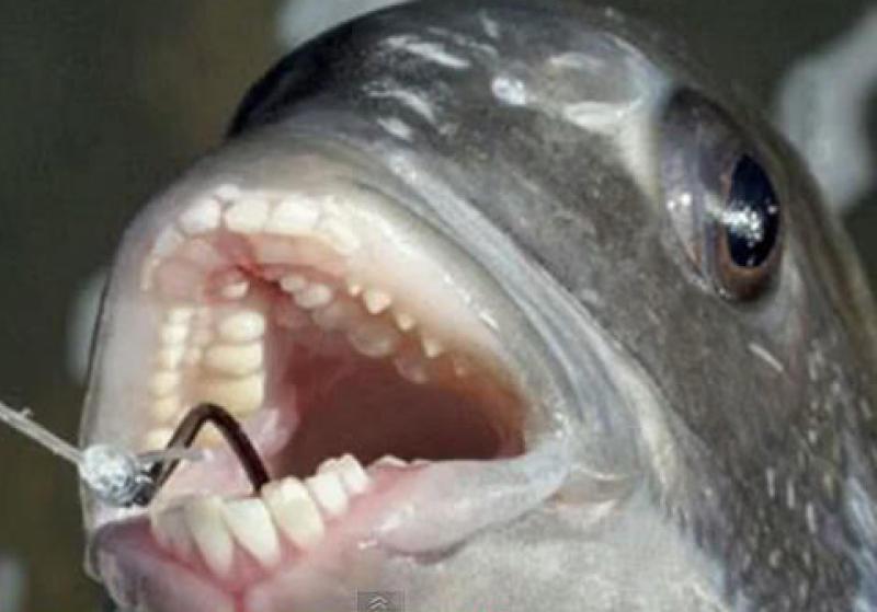 Странная рыба паку - пиранья с человеческими зубами