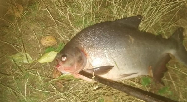 В Ловати поймали рыбу с человеческими зубами