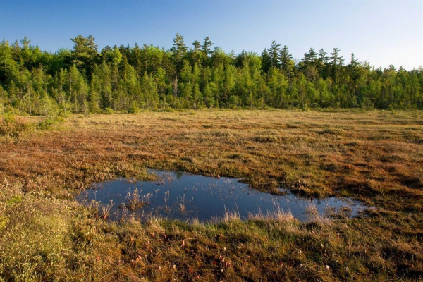 Зачем нам нужны болота и почему нельзя их осушать