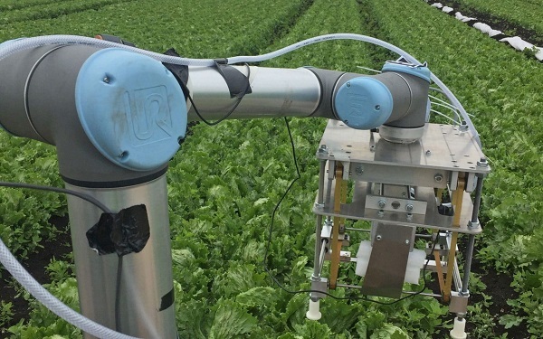 Британские учёные создали умного робота-сборщика салата