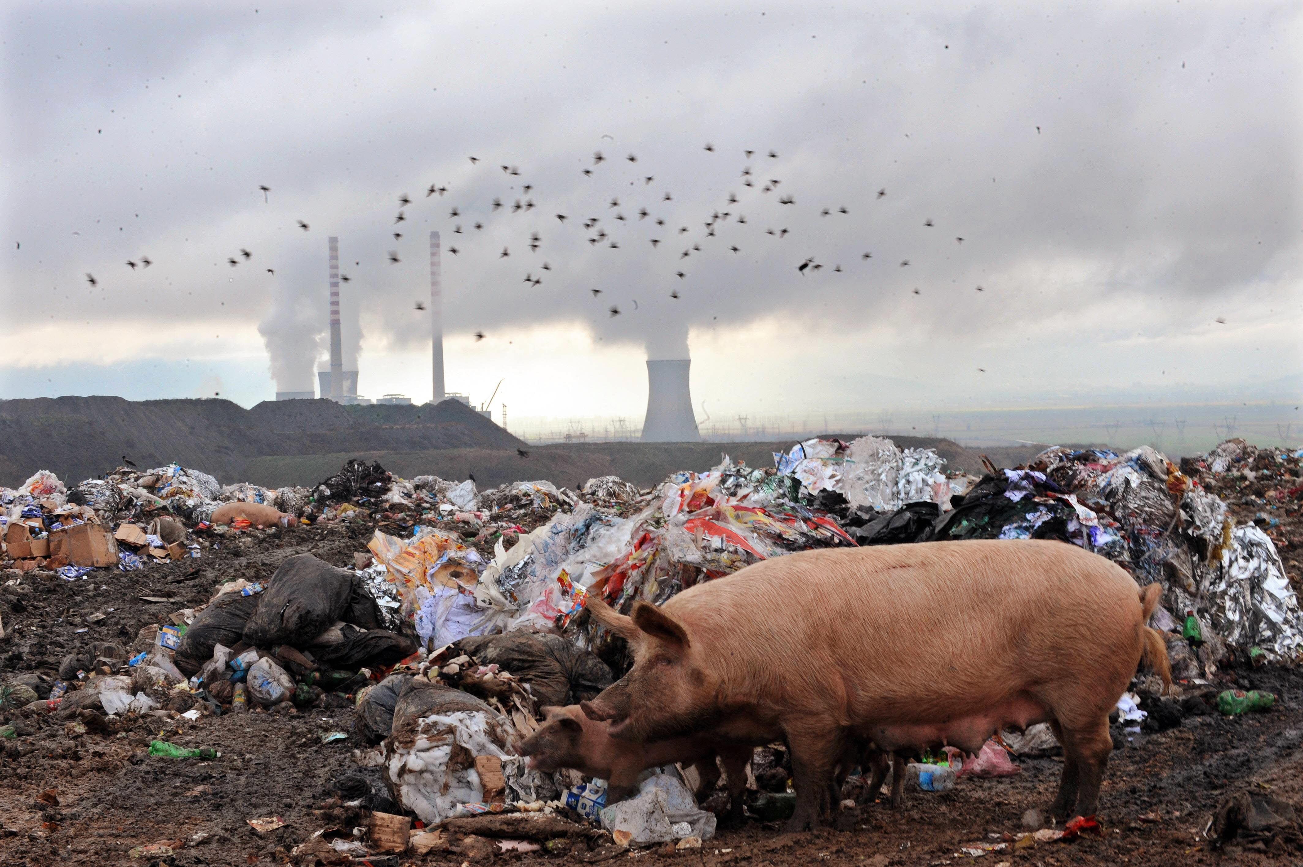 Экологи: 15% смертей в мире вызваны загрязнением окружающей среды