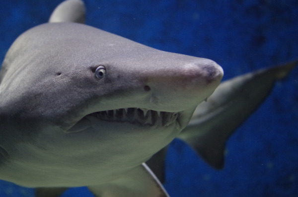 Предки акул перестали видеть цвета 460 млн лет назад