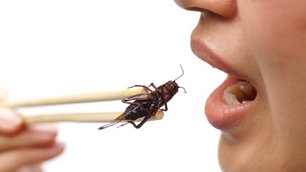 Как мир переходит на употребление насекомых в пищу