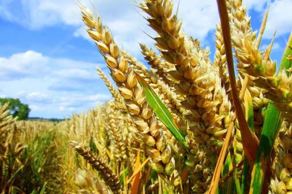 Эксперты: глобальное потепление повысит урожаи пшеницы, но ухудшит ее вкус