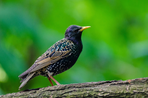 Орнитолог оценил роль перелётных птиц в распространении коронавируса