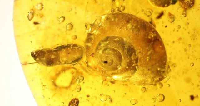 Ученые нашли улитку возрастом 99 миллионов лет