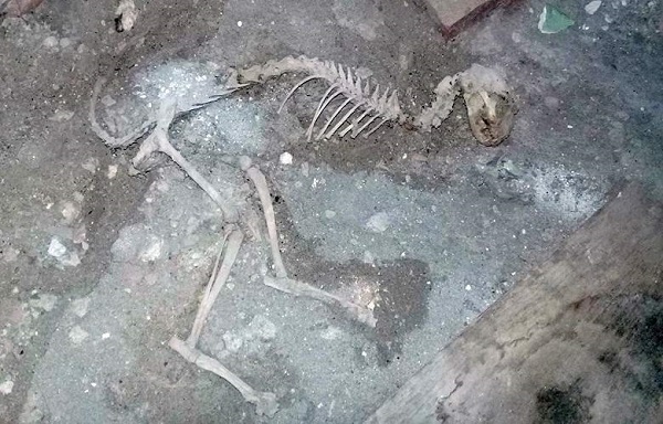 Житель Узбекистана во время ремонта дома обнаружил скелет загадочного животного