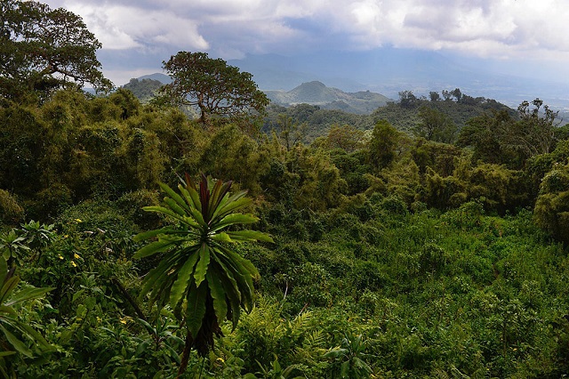 Какую роль играют тропические леса и чем грозит планете обезлесение?