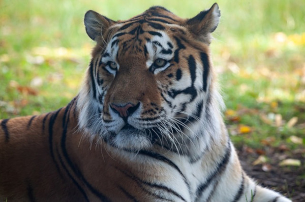 Амурский тигр, названный в честь радиостанции 