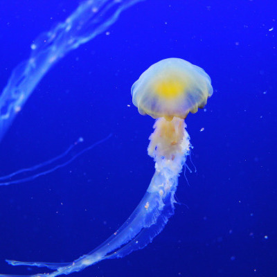 Глубоководные медузы защищаются от хищников 