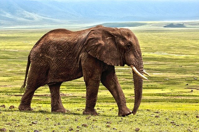 В Германии обнаружили скелет слона возрастом 300 тыс. лет