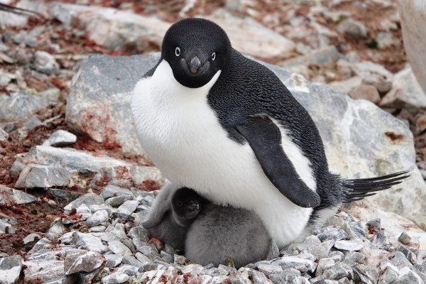 Пингвины Адели только выиграют от потепления в Антарктиде