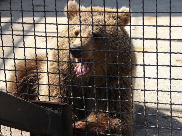 Жители Таганрога просят спасти животных из местного живого уголка