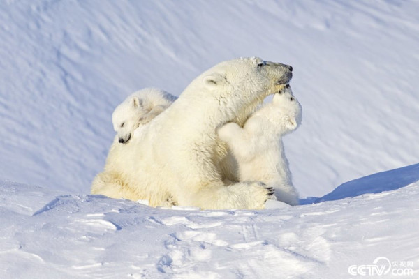 Белые медведи могут исчезнуть к 2100 году