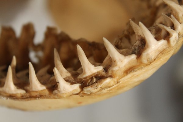 Ископаемые зубы акулы найдены рядом с тираннозавром