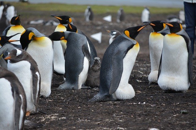 В Антарктиде нашли колонии редких пингвинов