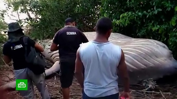 В Бразилии кита занесло в мангровые заросли