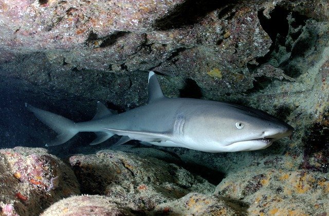 Кратеры подводных вулканов наполнены акулами-мутантами