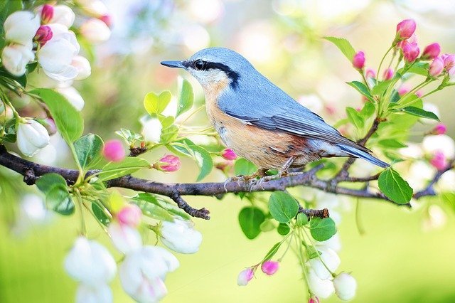 Орнитологи сравнили пение птиц по утрам с зарядкой у людей﻿
