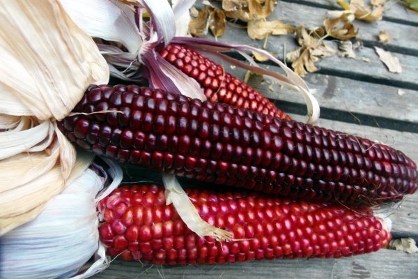 Красная кукуруза: таинственная генетическая аномалия