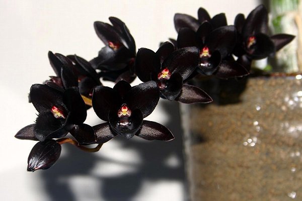 Необычная орхидея будет показана на фестивале в Ботаническом саду МГУ