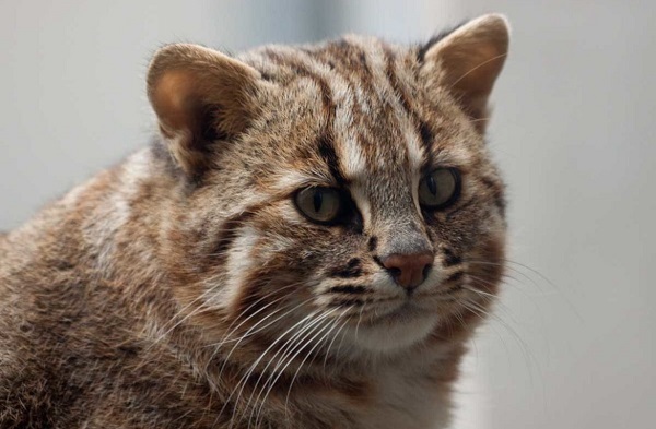 В Московском зоопарке поселилась амурская лесная кошка