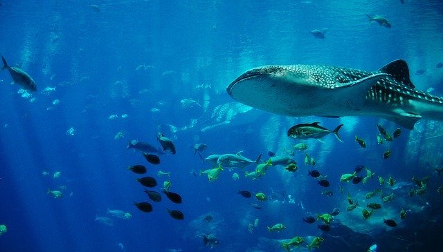 Биологи признали самку китовой акулы самой большой рыбой в мире