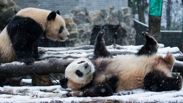 В Китае панды радуются первому снегу