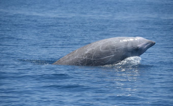 Клювый кит установил рекорд по погружению в воду среди млекопитающих