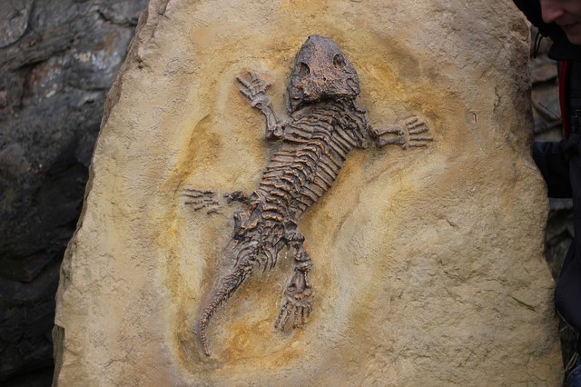 Китайские палеонтологи открыли новый вид древнего морского хищника