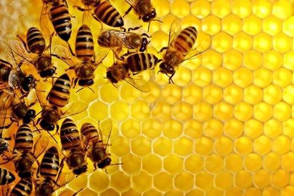 Почему пчелы вымирают?