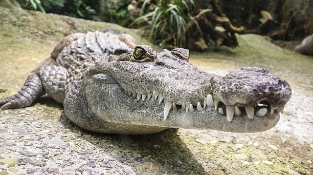 Во Флориде гигантский аллигатор вылез из водоёма после урагана 