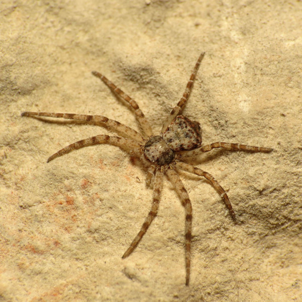 Самцы пауков-филодромид связывают самок перед спариванием