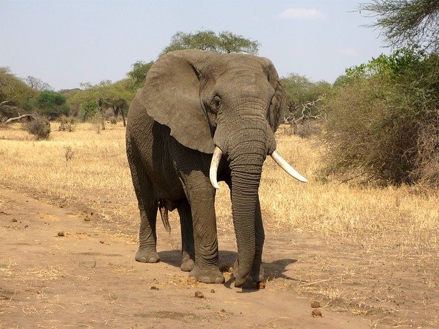 В Индии освободили слона, упавшего в 20-метровый колодец