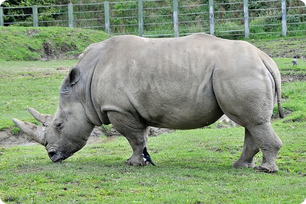 Белые носороги объединились для спасения своих истребленных собратьев
