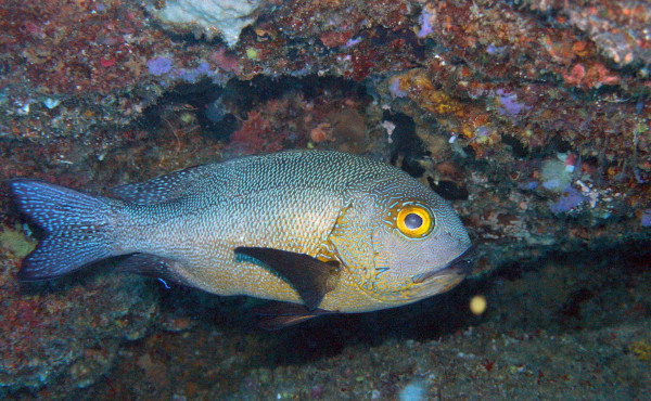 У побережья Австралии обнаружили старейшую рифовую рыбу на Земле