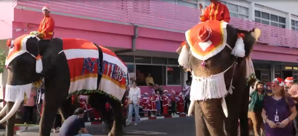 В Таиланде слонов заставили носить защитные маски