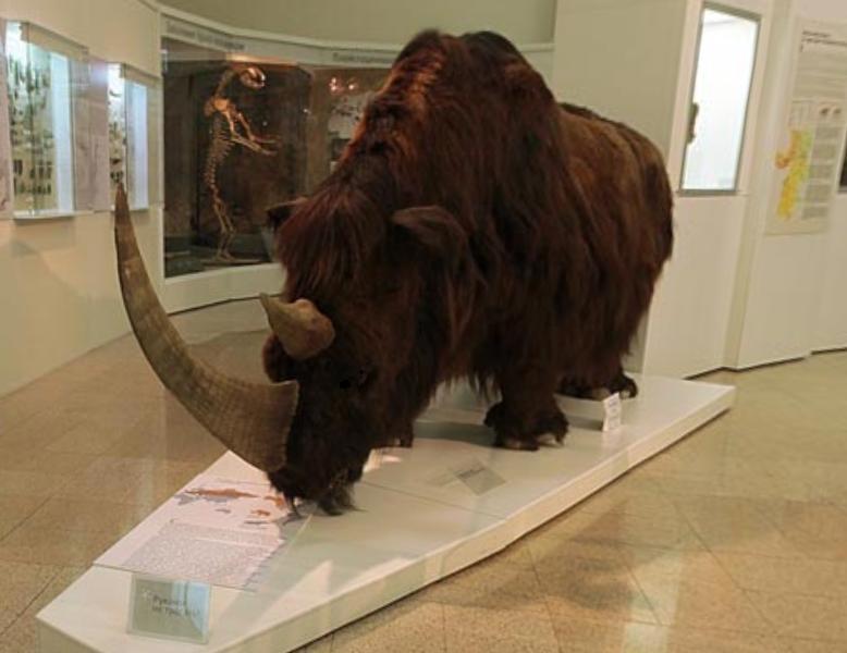 В Якутии обнаружили тушу доисторического носорога