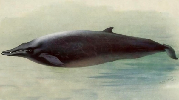 Океанологи открыли новый вид китов