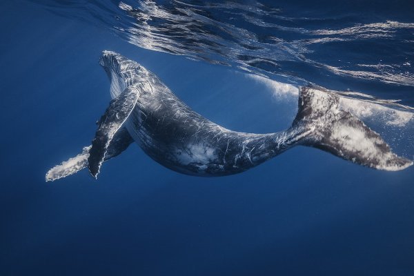 Тайна гигантов: почему киты выросли такими большими?