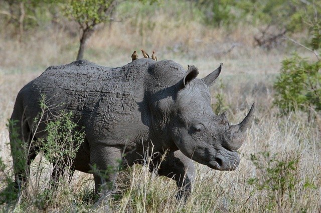 На Филиппинах нашли кости носорога возрастом 700 тыс. лет