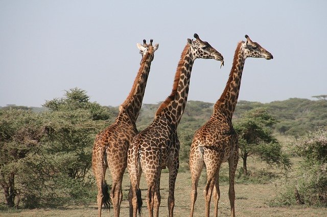 Жирафы-самки, которые общаются с друзьями, живут дольше