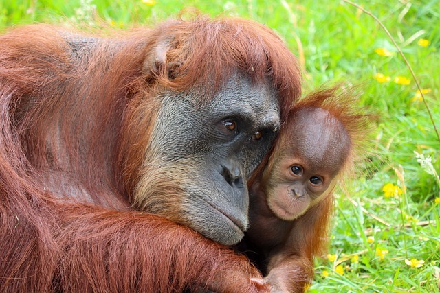 В американском зоопарке обезьян привили вакциной от COVID-19